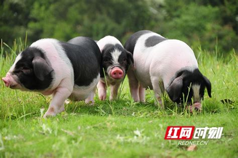“养猪院士”印遇龙拼多多直播首秀，宁乡花猪引超80万网友围观