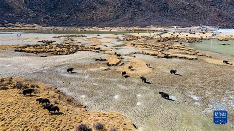 “幸福花儿开”——西藏嘉黎：娘亚牦牛科学养殖引领村民走上致富之路_社会奇趣_湖南红网新闻频道
