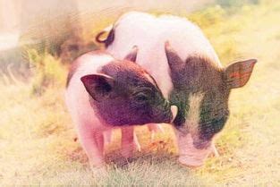 梦见猪是什么意思 做梦梦见猪周公解梦解释 - 万年历