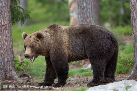 科迪亚克岛棕熊 陆地上体型最大的肉食性动物 | 冷饭网