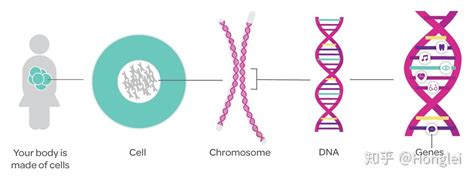 基因检测无义突变是什么意思-严选好基因网