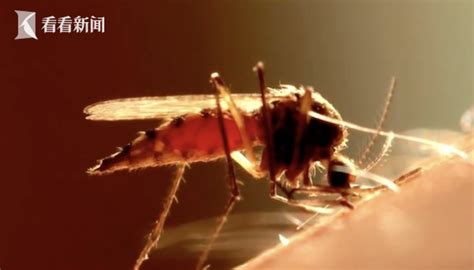 20年来首次！美国出现5起蚊子传播疟疾病例_时讯_看看新闻