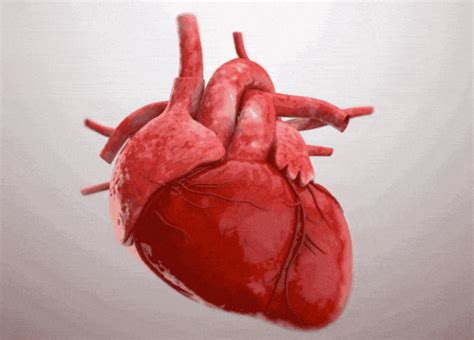心主血脉中起关键作用的是-百度经验