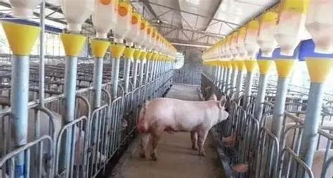 母猪配种|母猪养殖技术|猪场繁育管理 - 猪好多网