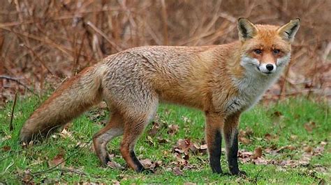 可爱的野生动物哺乳大自然野红狐狸的美丽面容高清图片下载-正版图片307530819-摄图网