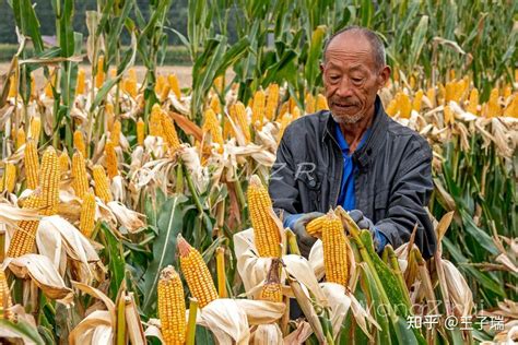 “三秋”开始了：河南第一产粮大县秋粮种植130.5万亩，玉米127.5万亩 - 知乎