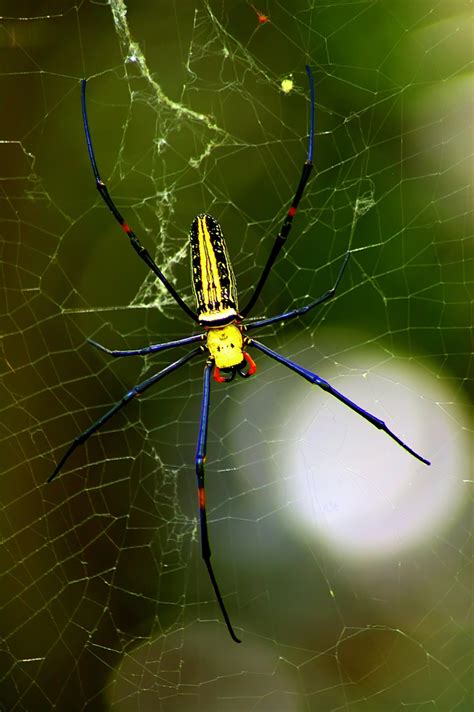 【毒蜘蛛摄影图片】公園生态摄影_fatwo_太平洋电脑网摄影部落