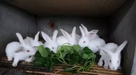 兔子的养殖成本与利润分析_獭兔_市场_品种