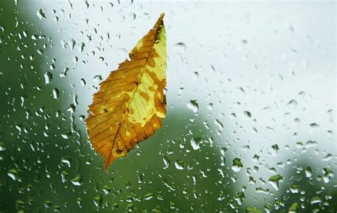看雨听雨品茶,雨夜听雨图片,品茶的诗句_大山谷图库