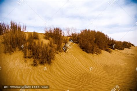沙漠中的沙柳,沙漠戈壁,自然风景,摄影,汇图网www.huitu.com