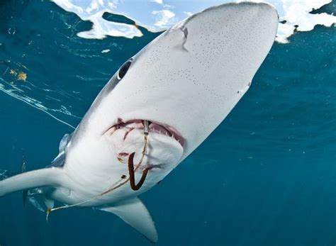海洋环保摄影比赛 "受伤鲨鱼"夺冠 - 海洋财富网