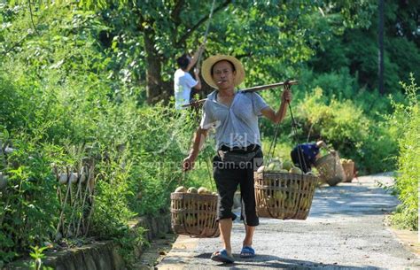 四川泸州：酿酒瓢梨收获忙-人民图片网