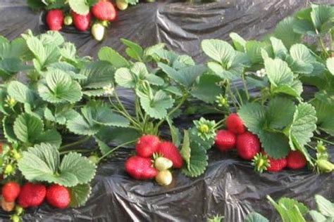 浙江草莓基地供应好草莓苗 量大从优 章姬草莓苗批发-阿里巴巴