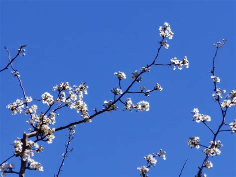 桃花杏花梨花盛放 本周六日京郊迎来赏花最佳观赏期 - 深度游 - 新湖南