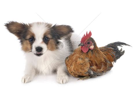 白背景面前的小狗和鸡高清图片下载-正版图片503838757-摄图网