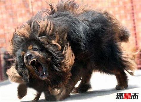 世界十大最凶猛的狗: 藏獒只排第六, 第一名发起疯主人也咬死