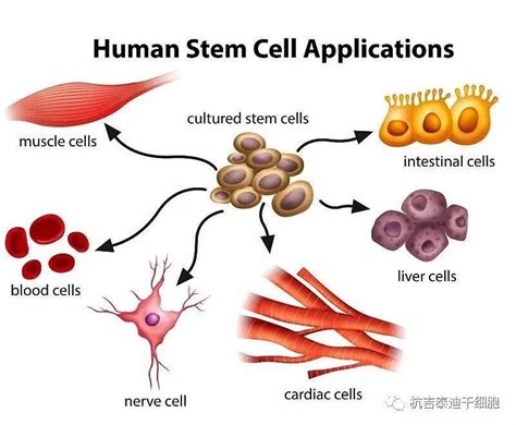 干细胞发展史：干细胞起源及细胞来源-杭吉干细胞科技