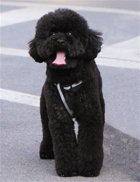 黑色的泰迪狗很稀有吗（黑泰迪和正常泰迪哪个贵）-大盘站 - 大盘站