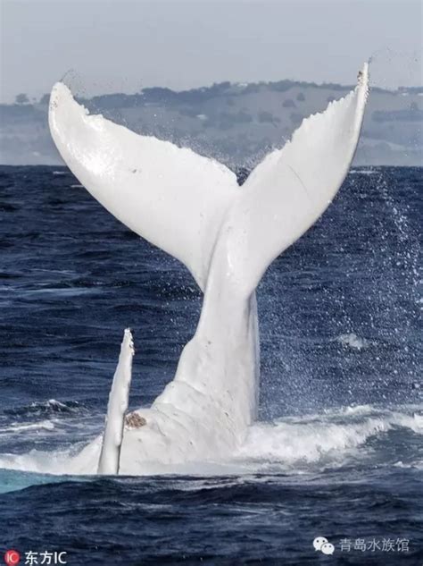 “白鲸记”-青岛水族馆官方网站