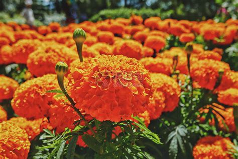 花圃中盛开的万寿菊高清图片下载-正版图片501199560-摄图网