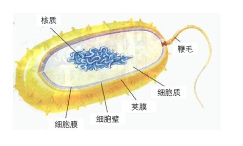 噬菌体展示技术（生物技术）_摘编百科