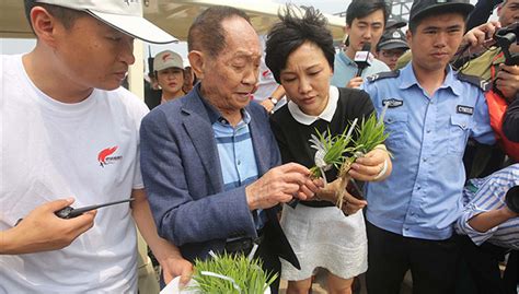 袁隆平团队在文昌盐碱地成功试种两季海水稻-新闻中心-南海网