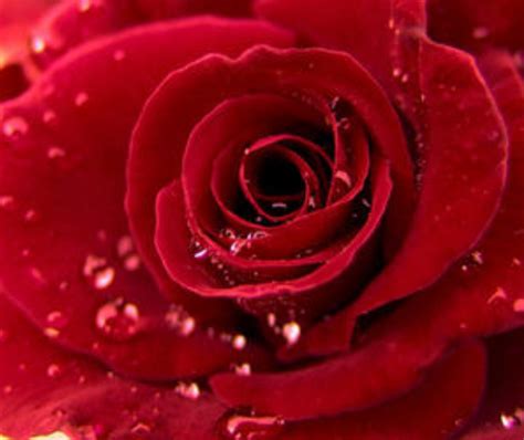 12朵玫瑰代表什么意思 玫瑰能不能随便送人_婚庆知识_婚庆百科_齐家网