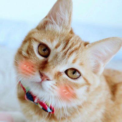 女生微信头像温柔小猫