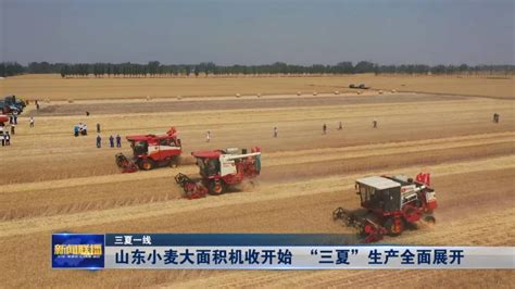三夏一线丨 山东小麦大面积机收开始 “三夏”生产全面展开_枣庄新闻网