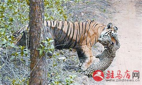 摄影师拍摄两虎打架争地盘：白虎胜（高清组图）_国际新闻_南方网