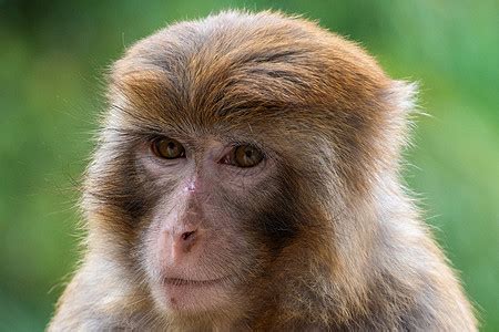 属猴出生年月对照表 属猴的年份有哪几年 - 万年历