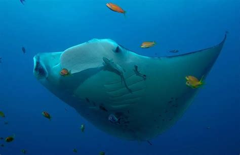 印度尼西亚科莫多国家公园是世界上最大珊瑚礁蝠鲼聚集地 - 神秘的地球 科学|自然|地理|探索