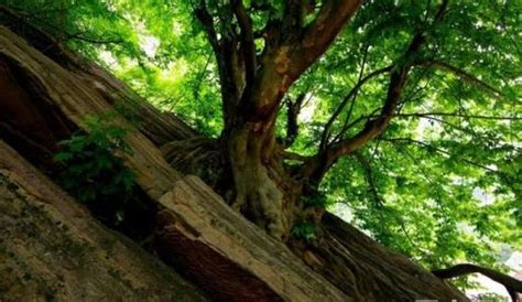树龄3200年胸围5.1米的古靑檀树高清图片下载_红动中国
