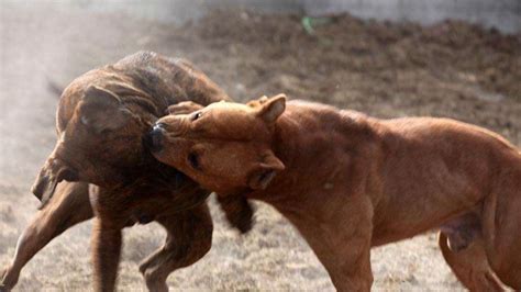 斗狗比赛：比特对战加纳利，一个凶残，一个耐力好，谁会赢？_腾讯视频