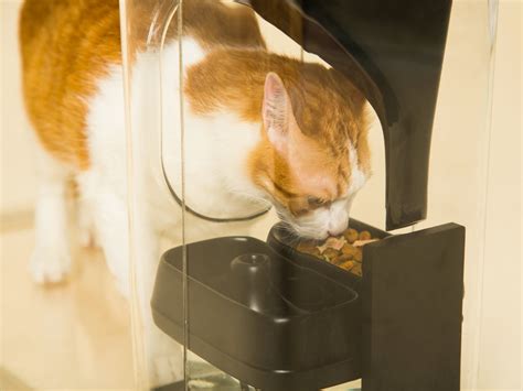 鸟语花香宠物智能猫咪自动喂食器猫粮定时定量狗狗自助喂猫投食机-阿里巴巴