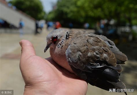 幼鸽成长图（1）-中国信鸽信息网 www.chinaxinge.com