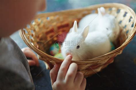 小男孩摸兔子高清图片下载-正版图片503125472-摄图网