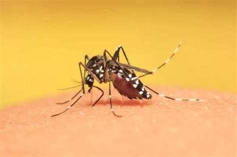 招蚊子和血型没关系，但是和你吃的东西很有关系！