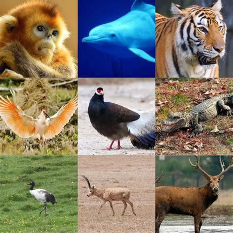 动物园动物摄影高清图片 - 爱图网