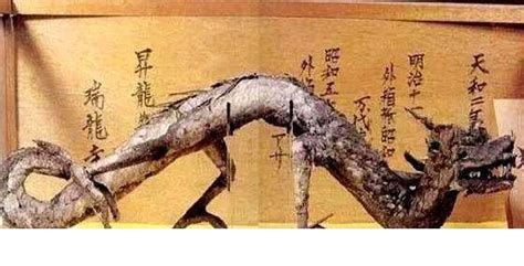 龙存在的十大证据，世界上真的有龙吗，历史上有哪些证据呢