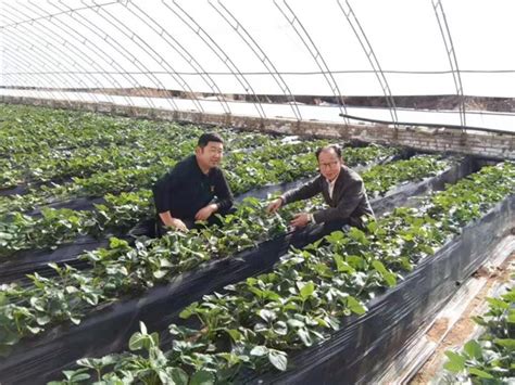 祝贺：酵素富硒草莓在陕西榆林试种成功！ - 热点新闻 - 新农资360网|土壤改良|果树种植|蔬菜种植|种植示范田|品牌展播|农资微专栏
