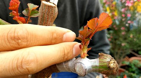 树状月季的种植管理及养护技巧-藤本月季网