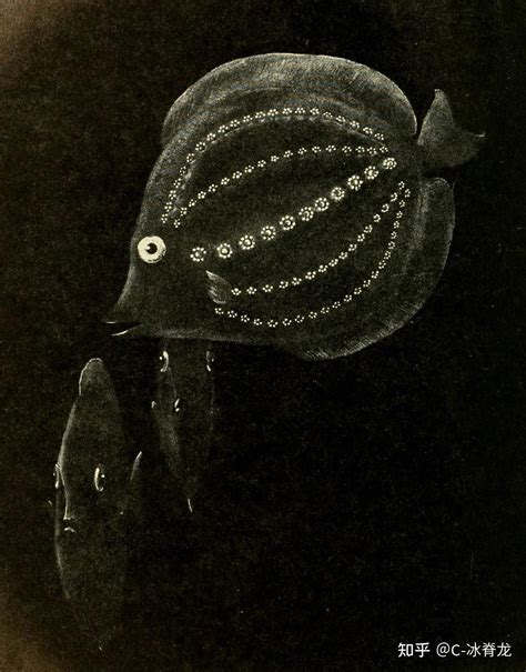 【神秘动物学】五行星座鱼（Five-lined constellationfish） - 知乎