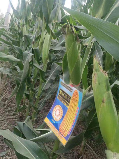 京科青贮568玉米种子特征特性，夏播青贮玉米品种 - 新三农