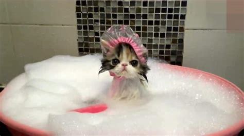 猫咪第一次洗澡，往往会遭受惊吓|猫咪|猫|三色_新浪新闻