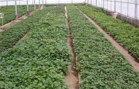 一亩红薯的种植成本及利润（附种植技术） - 惠农网
