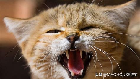 猫一共有多少种叫声 猫咪的叫声代表什么意思 _八宝网