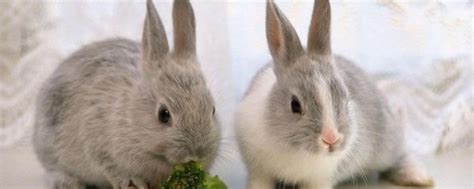养100只兔子一年利润多少(兔子养殖注意事项及利润分析) - 拼客号