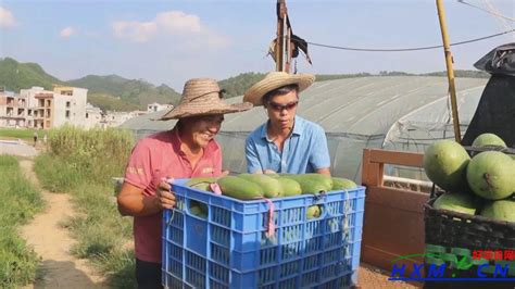在家种菜也致富，岑溪马一家庭农场年产值80万元 - 好项目网