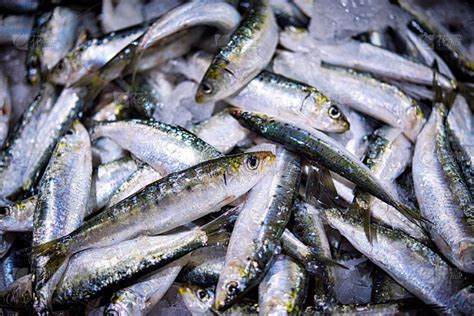 沙丁鱼冰鲜速冻水产 带冰20斤/件冷冻批发海鱼烧烤小吃食材沙尖鱼-阿里巴巴